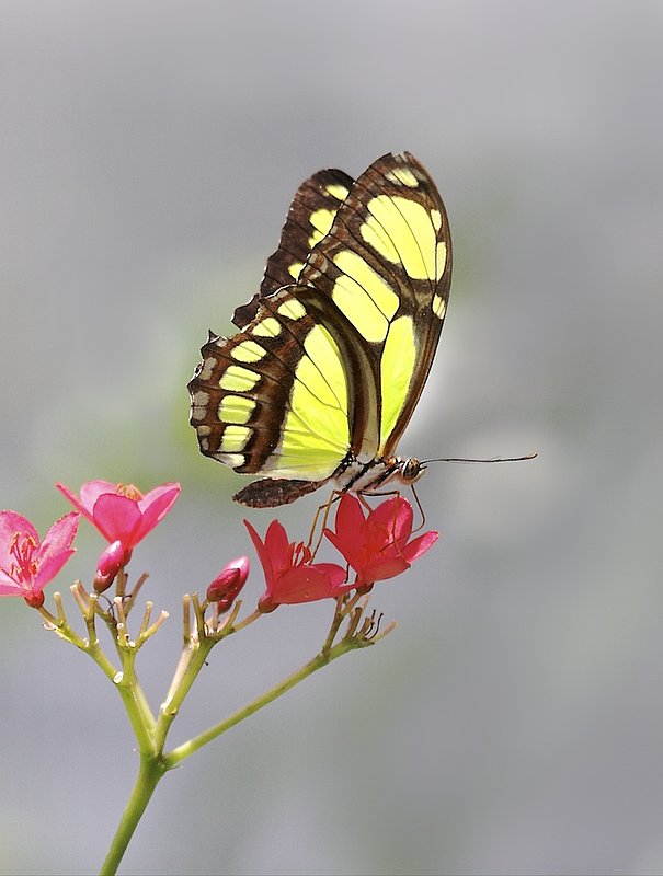 BF31 St. Martins Bight yellow butterfly.jpg