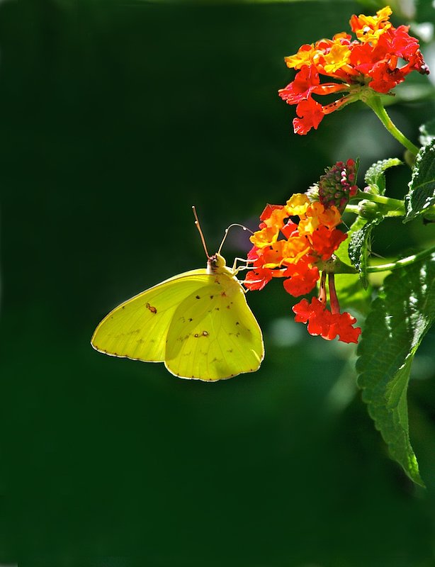 BF32 Sulphur on red flower.jpg