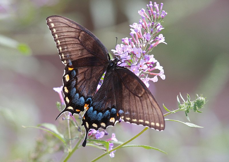 BF33 Dark Swallow tail on light purple.jpg