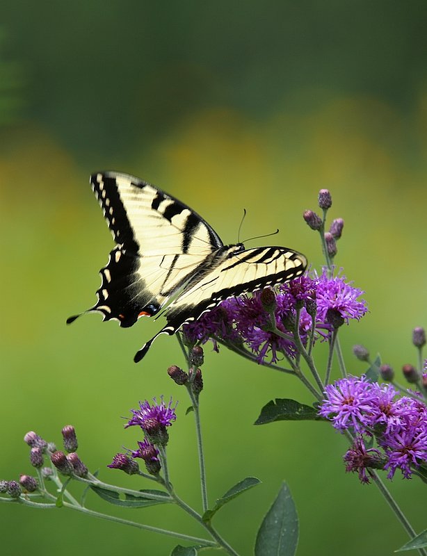 BF34 Swallow tail on lavender.jpg