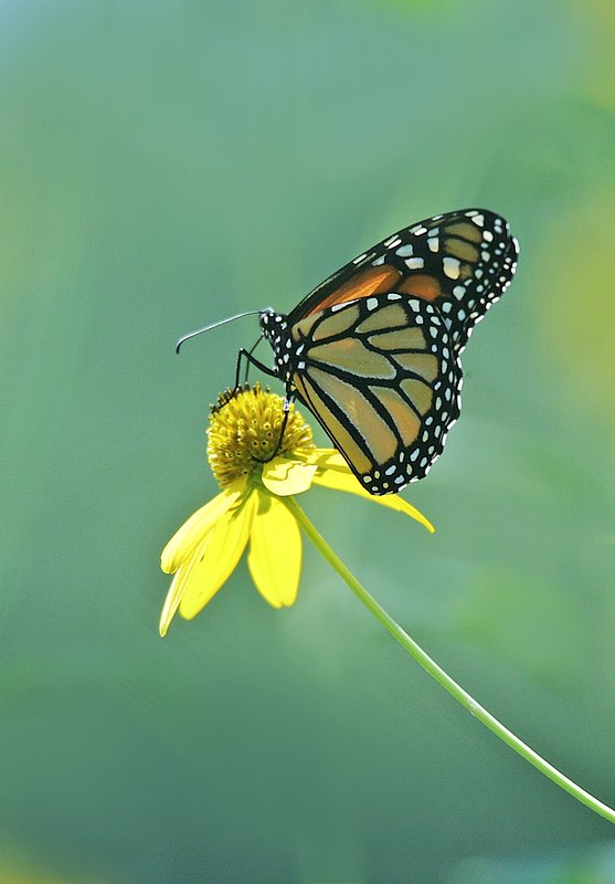BF35 Monarch on bright yellow.jpg