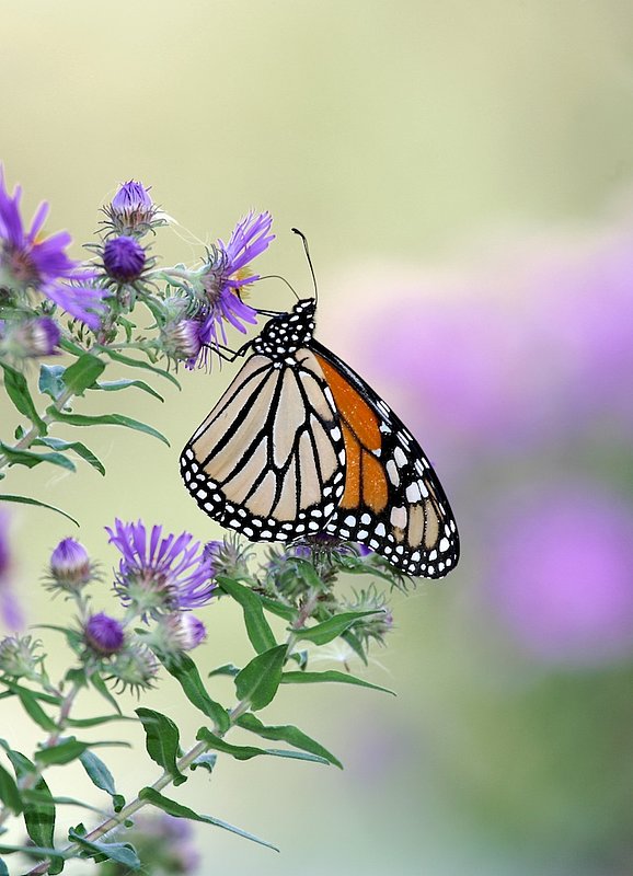 BF36 Monarch on purple.jpg