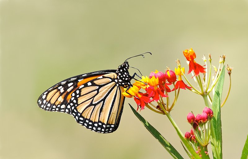 BF39 monarch on yellow and red flowers.jpg