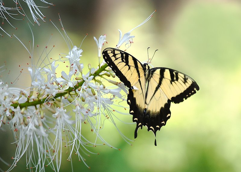 BF40 Eastern Tiger swallow tail on white flowers.jpg