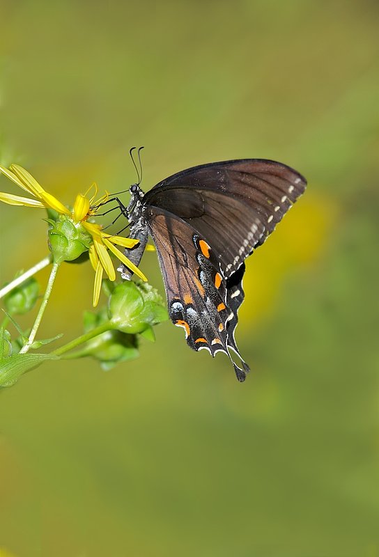 BF41 Dark swallow tail.jpg