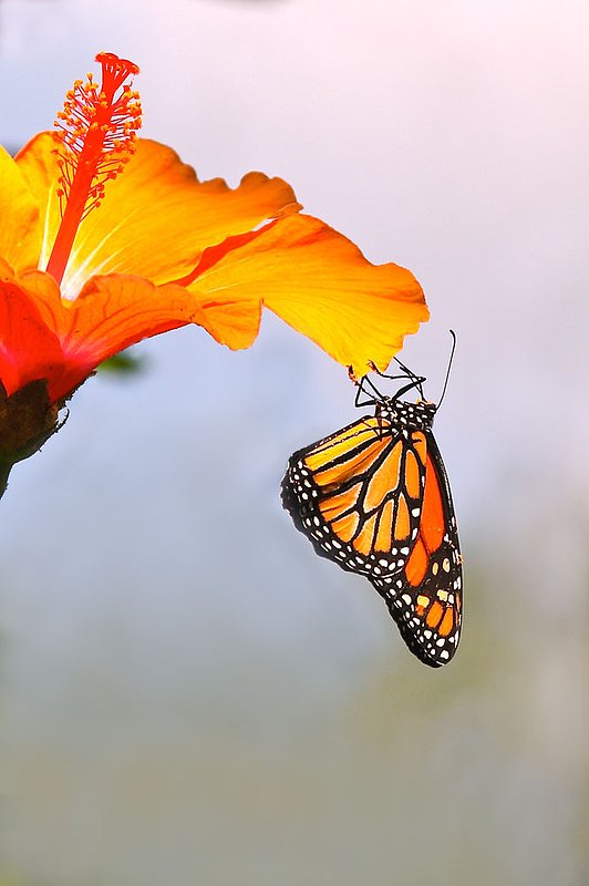 BF42-Monarch-hanging-on-ora.jpg