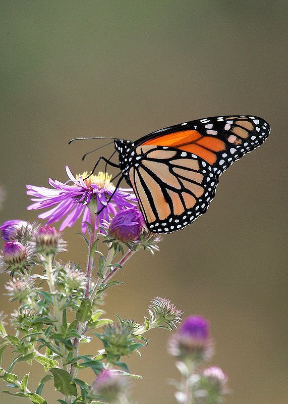 BF43-Monarch-on-purple-flow.jpg