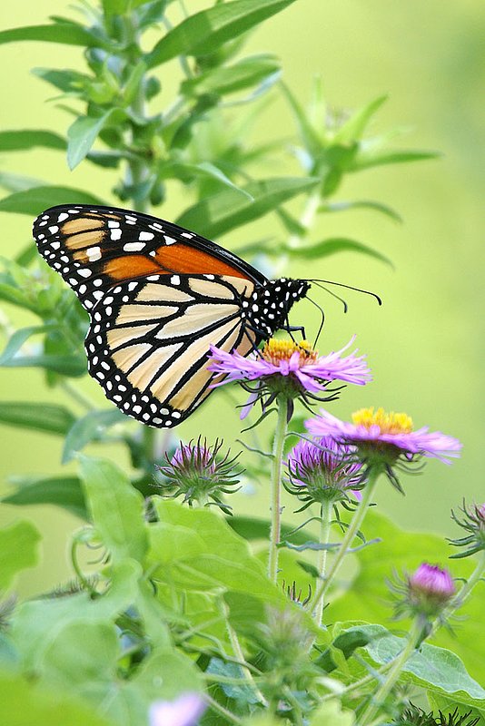 BF44-Monarch-on-purple-flow.jpg