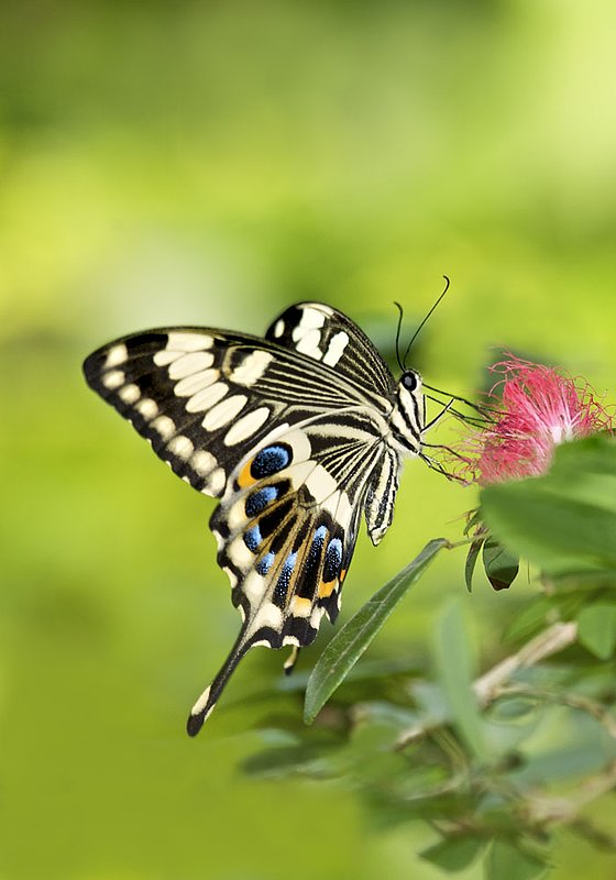 BF50-Swallowtail-African-sp.jpg