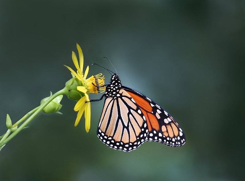 BF53 Monarch-on-yellow.jpg