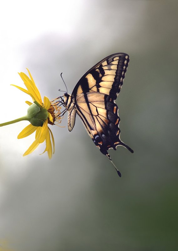 BF8 Serene swallow tail.jpg :: Serene swallow tail