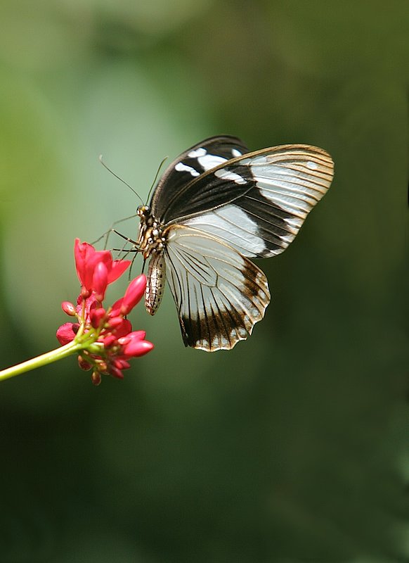 BF9 Butterfly carib brown and gold.jpg