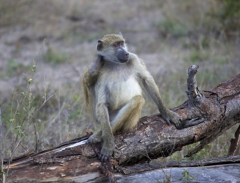 Baboon Observing sunset.jpg :: Baboon relaxing on log