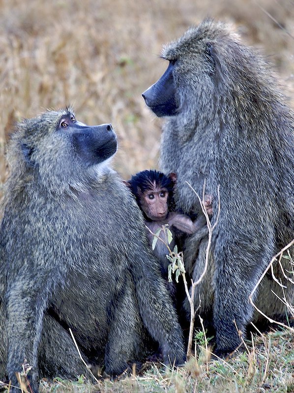 Baboon family with baby.jpg :: Baboon male and female with newborn