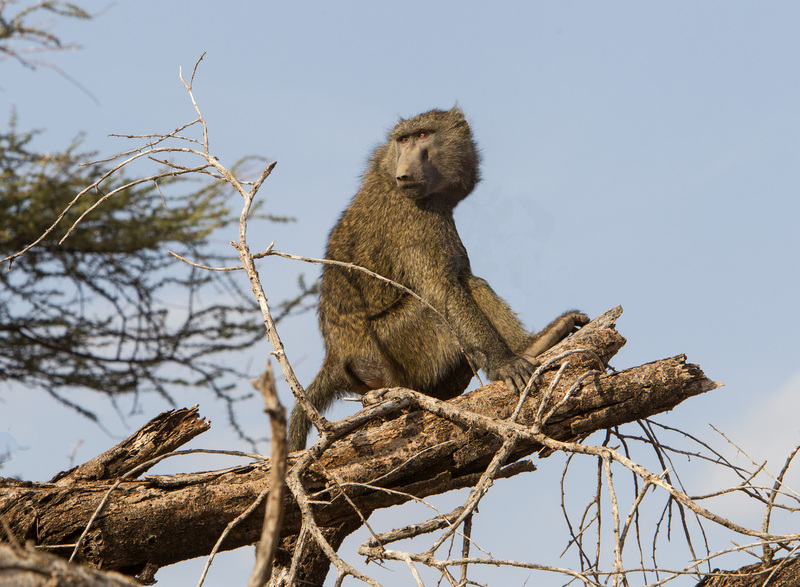 Baboon-Survelance.jpg :: Baboon is perched on large branch watching out problems