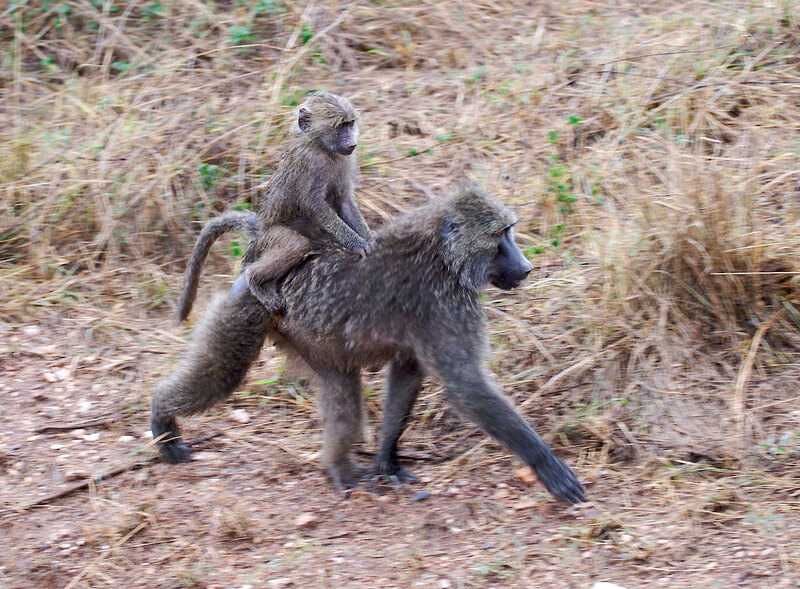Baboon-mother-carrying-baby-on-back.jpg