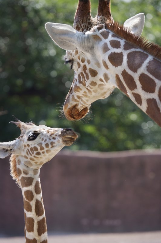 Baby Giraffe and mother (DJ).jpg :: Baby giraffe and mother at the St. Louis Zoo.