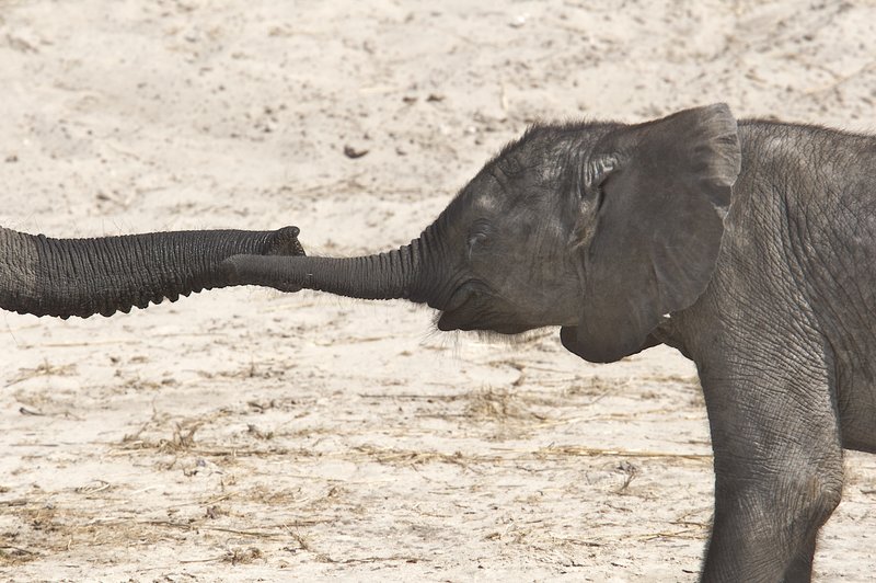 Baby elephant reachng out to mother.jpg :: elephant reaching out to young