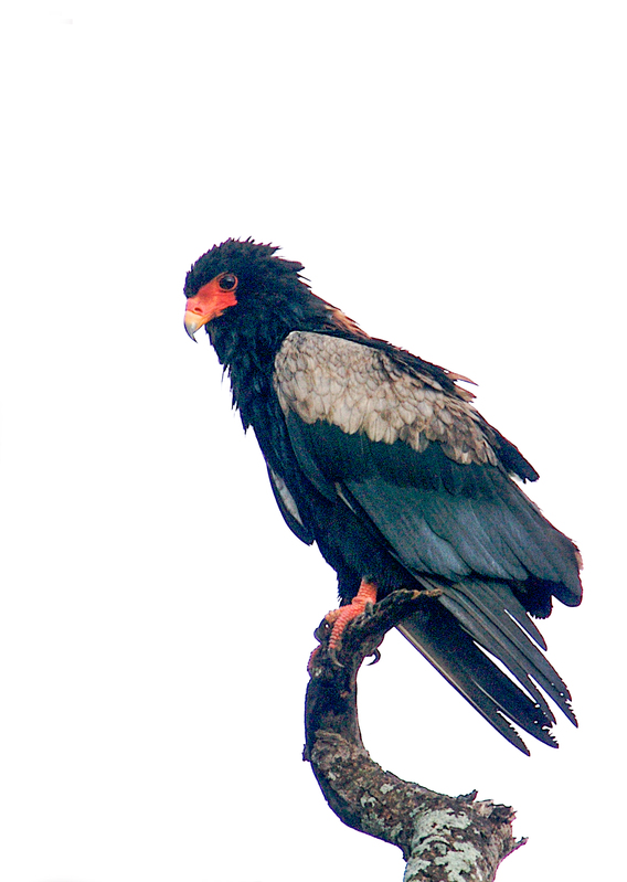 Bataleur-Eagle-Serengeti-259A1747.jpg :: Close up of Bataleur eagle perched on branch