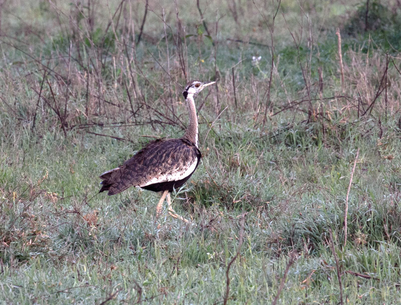 Black bellied bustard male164A2184.jpg :: Kori Bustard male
