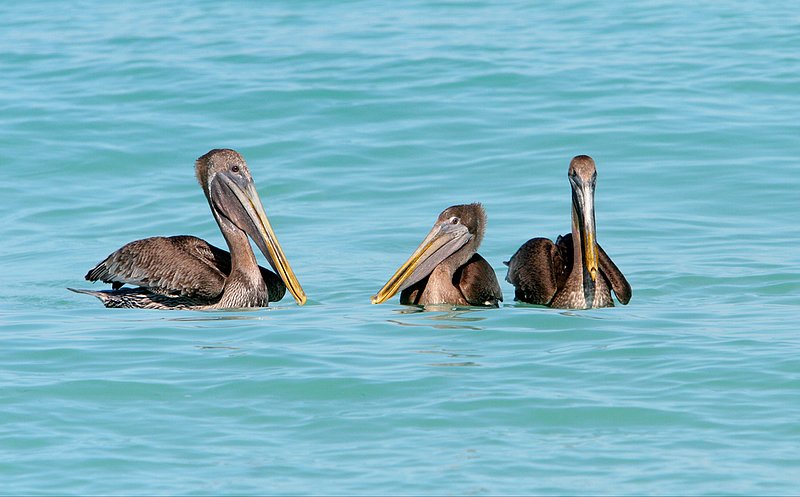 Brown Peligans of Gulf.jpg :: Brown Pelicans of the Caribbean/Gulf Coast enjoying clean water in their area