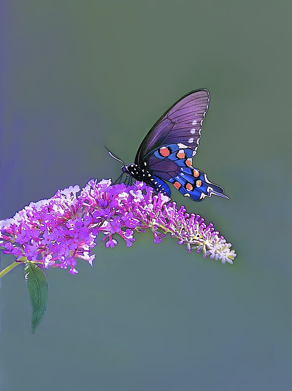 Butterfly with blue markings.jpg