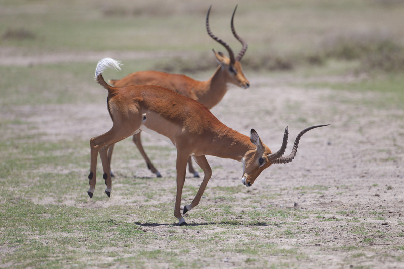 CN4F1890Impala kicking.jpg :: Impala males enjoying kicking and running