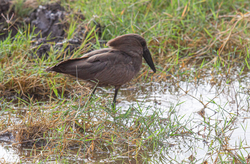 CN4F4547-Hamerkop.jpg :: Hamerkop wading in shallows