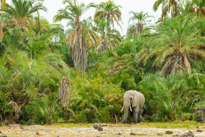 CN4F4803-Elephant-emerging-from-the-palms(1).jpg :: elephant in palms of Amboseli