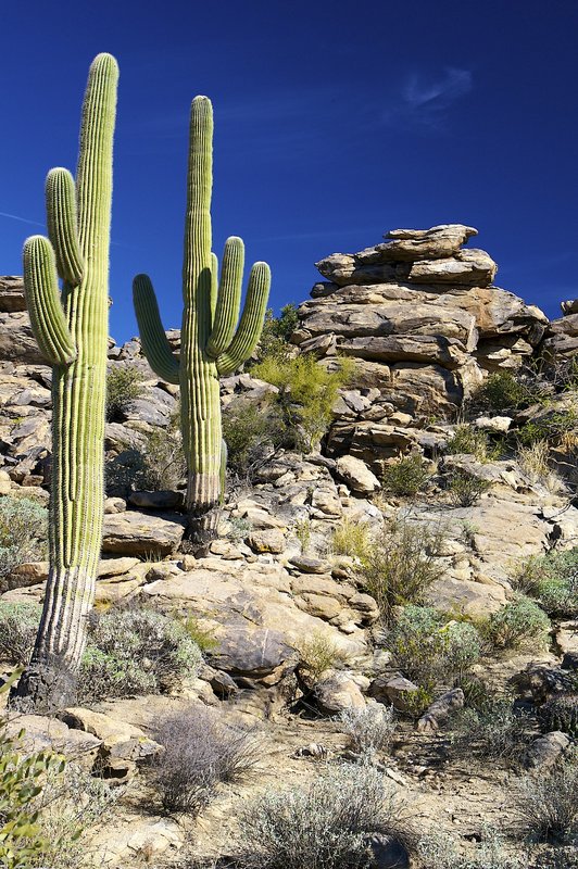 Cactus and rock.jpg