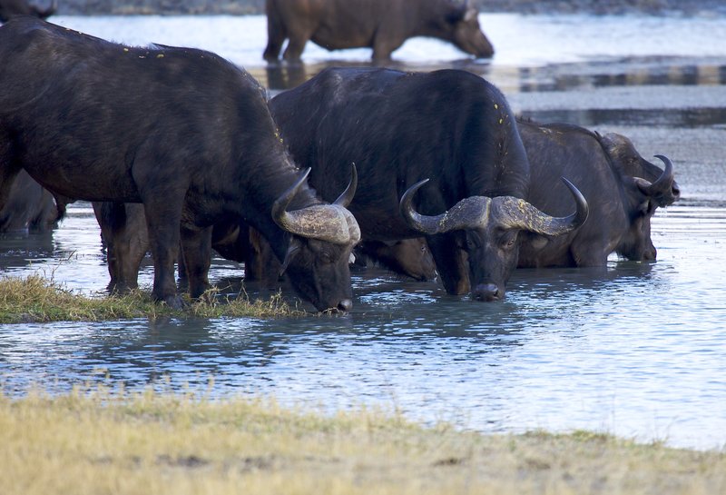 Cape Buffalo at water hole.jpg :: Cape Buffalo seen in late afternoon at a favorite water hole in Zimbabwe