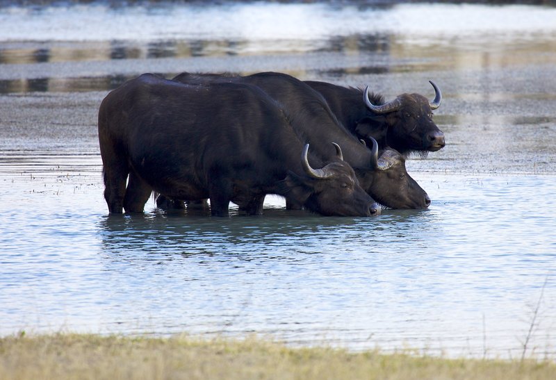 Cape Buffalo in water hole.jpg :: Cape Buffalo in late afternoon at water hole in Zimbabwe