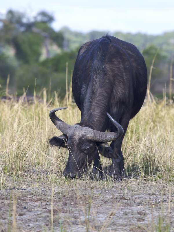 Cape Buffalo portrait.jpg :: A cape buffalo grazing.