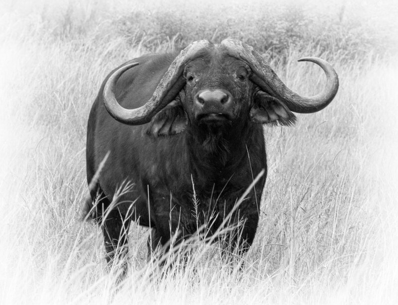 Cape-Buffalo-Male-BW.jpg :: Cape Buffalo male (BW)