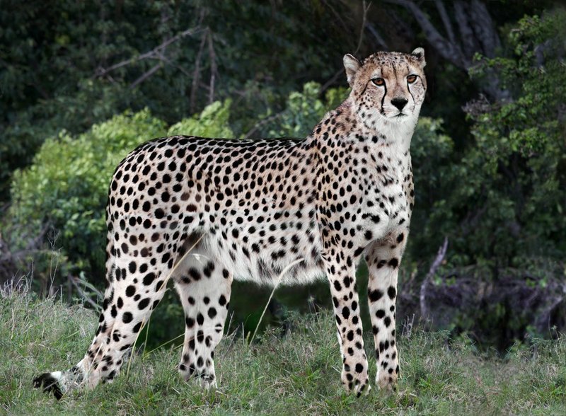 Cheetah On Edge of Wooded Area.jpg :: High detail image of cheetah in Sweet Waters area of Kenya