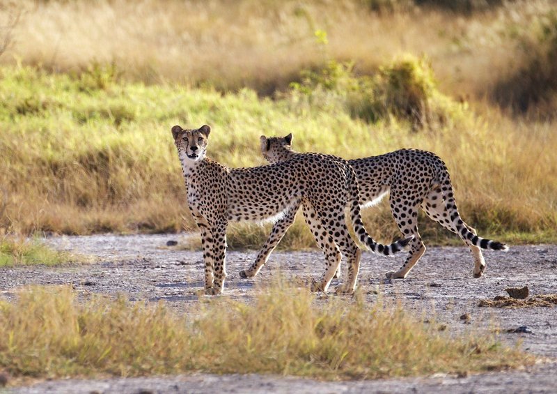 Cheetah brothers on a hunt.jpg :: Cheetah brothers hunting together in Tsavao Kenya