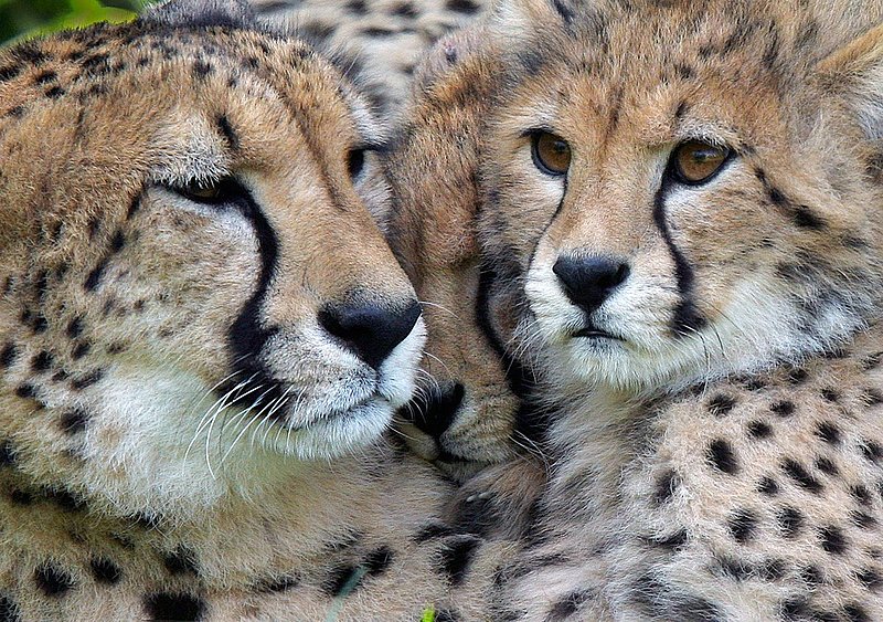 Cheetah cubs with Mom.jpg :: 2 cheetah cubs are tucked away sitting next to mother