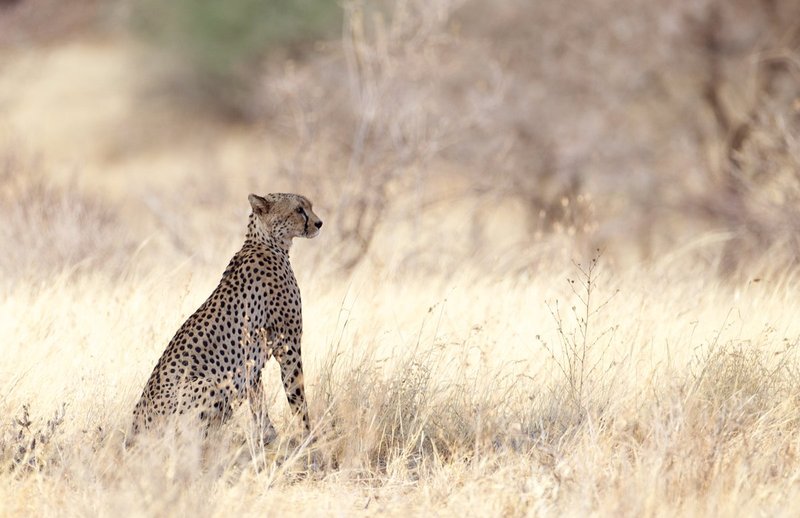 Cheetah sitting on savannah of Samburu Kenya.jpg :: Cheetah resting in the shade during hot afternoon, Samburu Kenya