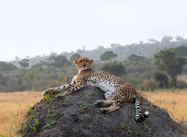 Cheetah-on-moundsky(1).jpg :: Cheetah lying on termite mound