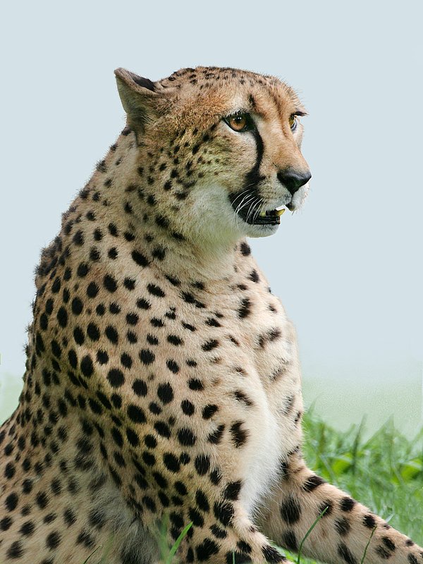 Cheetah-up.jpg