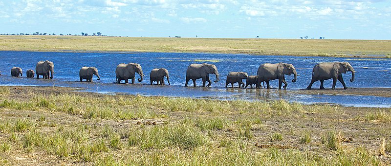 Chobe-elephant-panorama-.jpg :: Elephants walking tail in trunk along a shallow tributary of the Chobe River. Available as panorama of 14 x 40 or canvas print. inquire on email about sizes and prices of canvas.