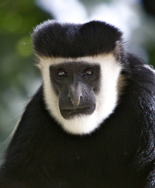 Colobus monkey Kenya close up.jpg