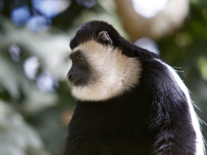 Colobus monkey Kenya.jpg :: Kenya