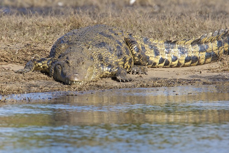 Crocidile entering water.jpg :: Nile crocodile