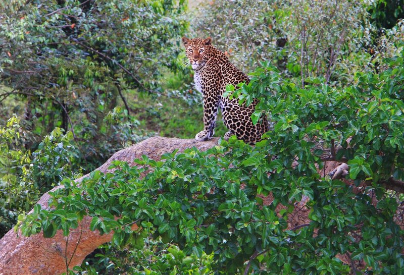 Curious Leopard-wide-angle.jpg :: Leopard on tree branch