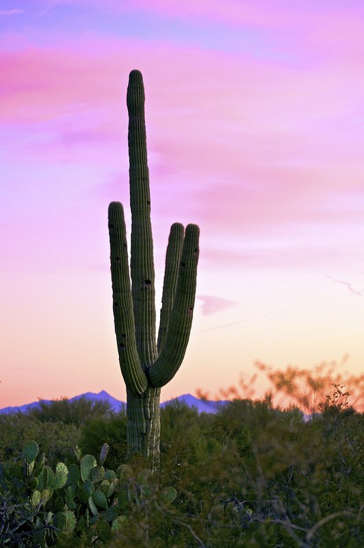 Desert sunset.jpg