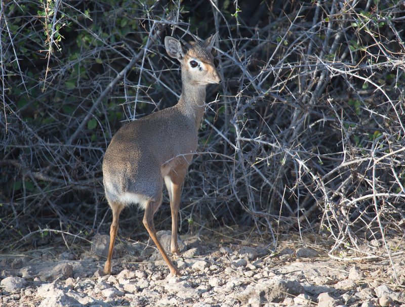 Dik-Dik-young-164A0823.jpg :: Young Dik Dik near bush area