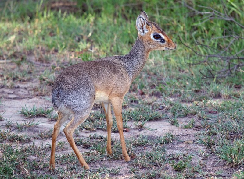 Dik-Dik.jpg :: Dik-dik