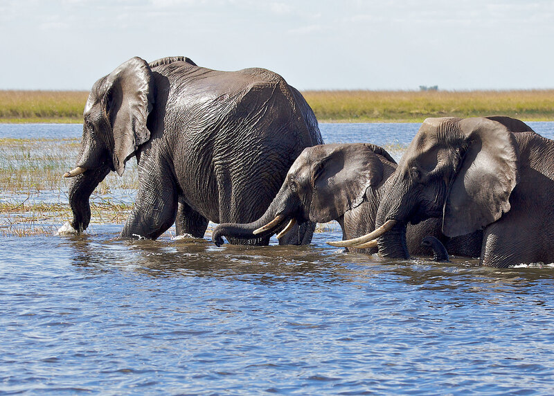 E30-Elephants-walking-out-of-Chobe.jpg :: Elephants walking of Chobe River