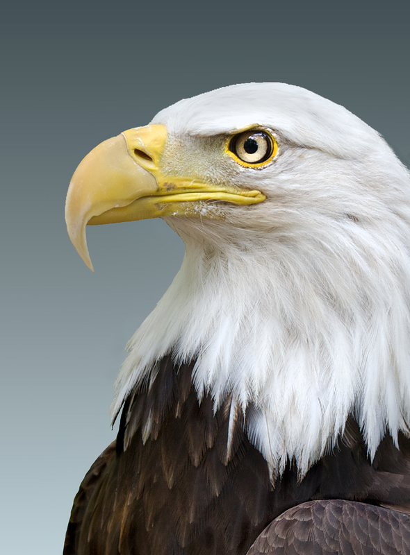 Eagle-face2 copy.jpg